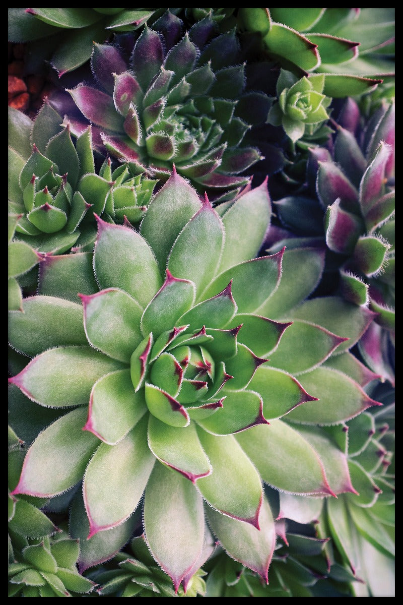 Suckulenta blomma poster