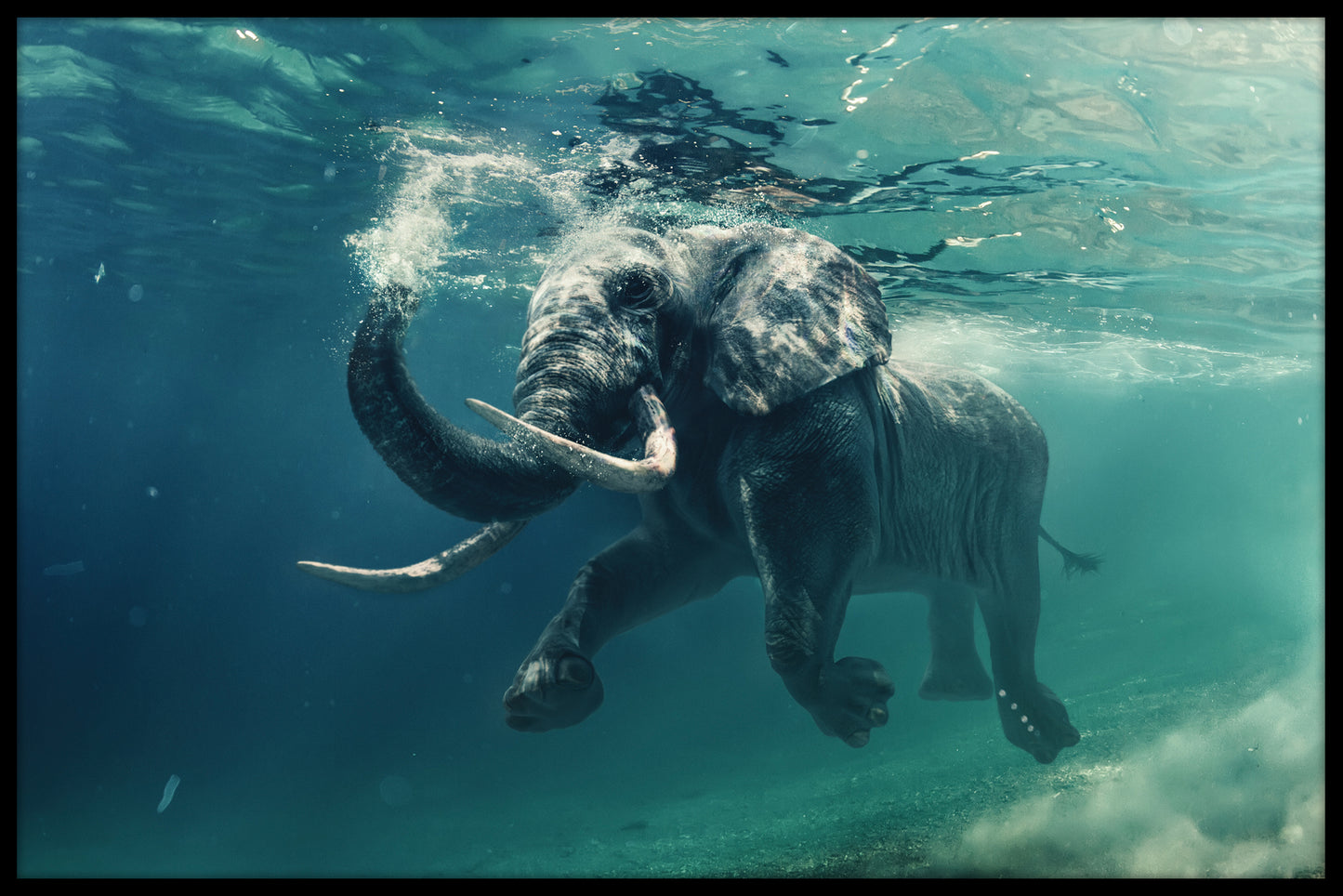 Simmande elefant poster