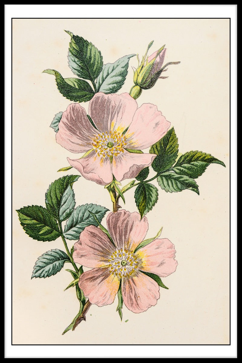 Rosa Canina Illustration poster