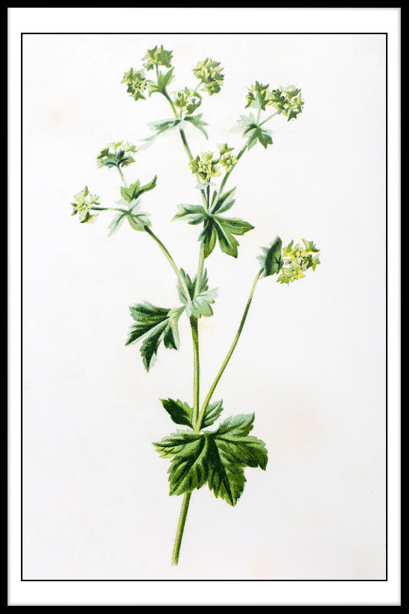 Alchemilla Mollis Illustration poster