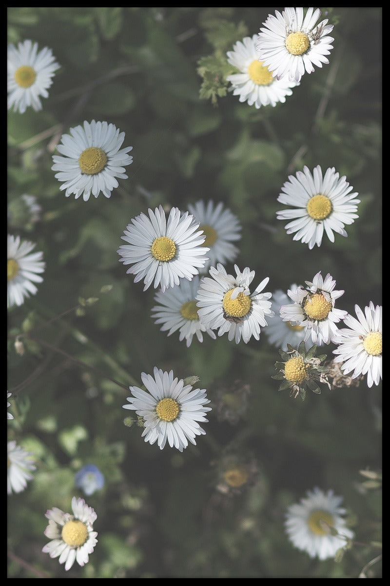 Kroatien Blomma poster