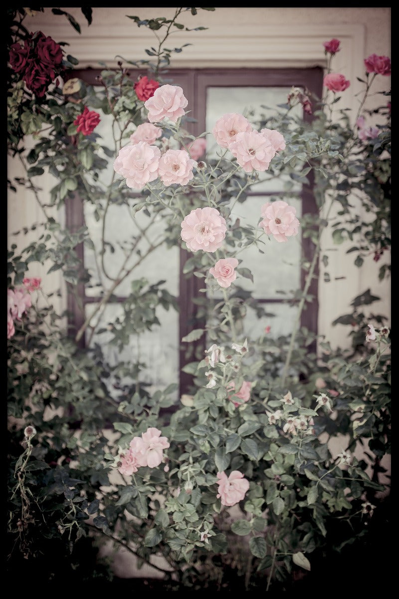 Gotland Blomsterposter