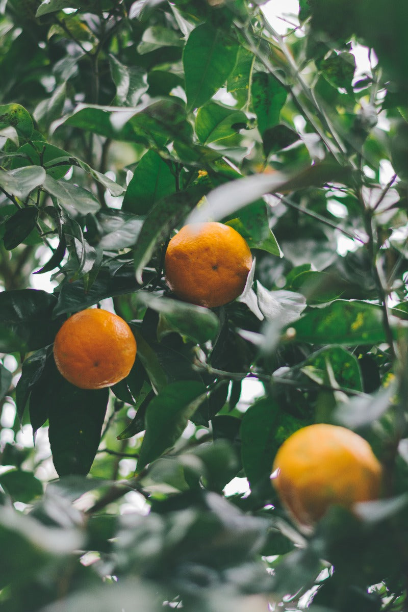 Mexiko Landskap N01 poster