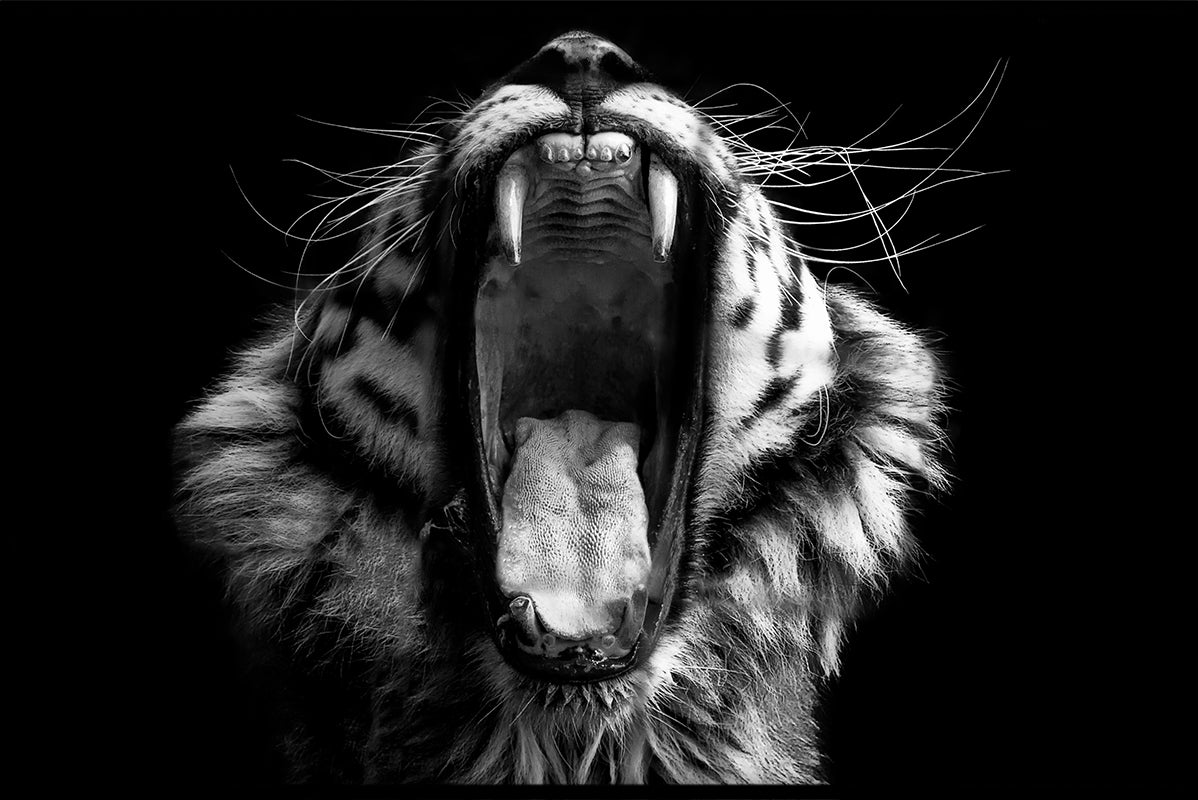 Djur svartvitt N02 poster