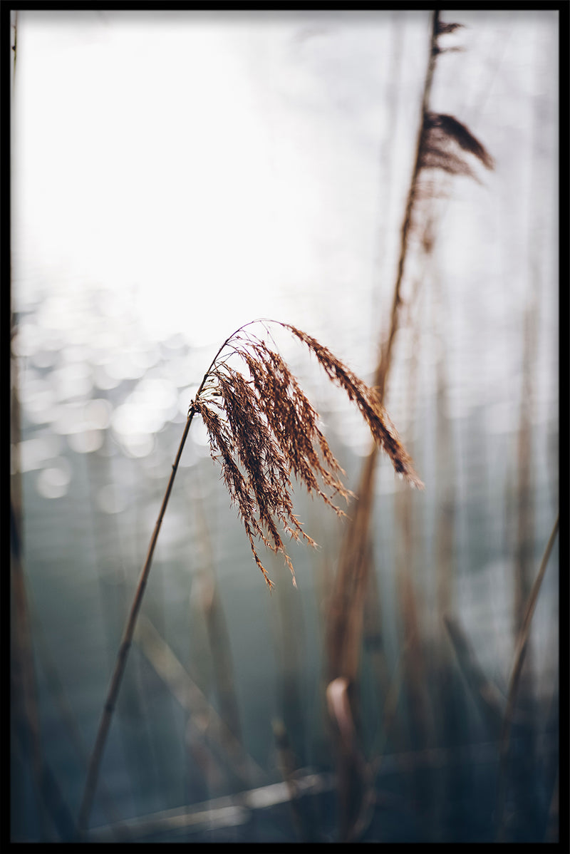 Reeds N03 Poster-s