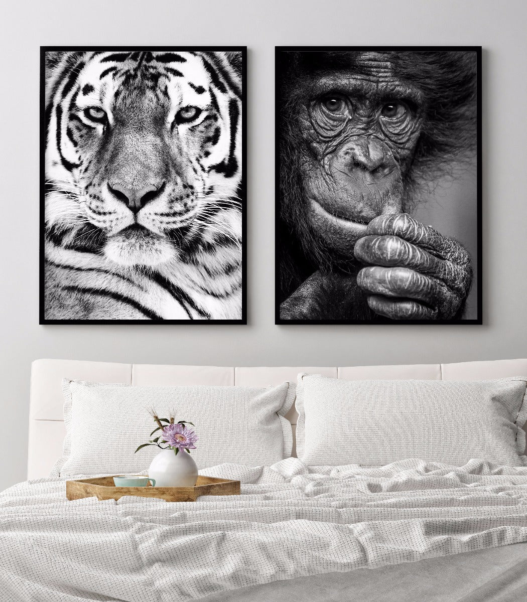 Sibirisk tiger porträttposter