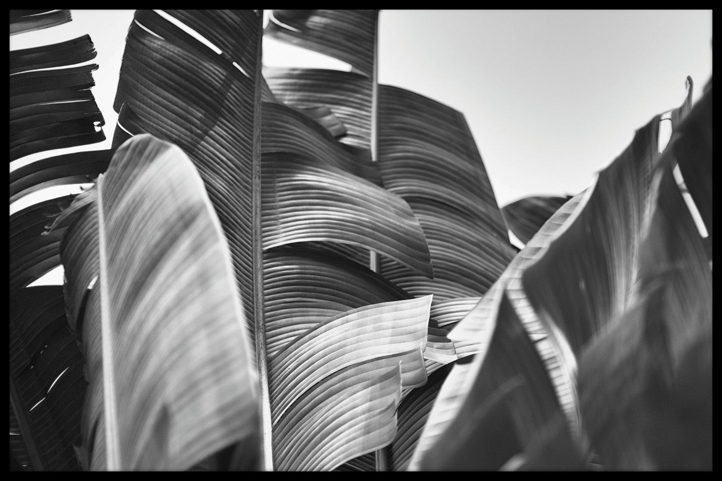 Bananträd svart och vit poster