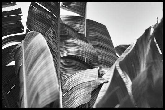 Bananträd svart och vit poster