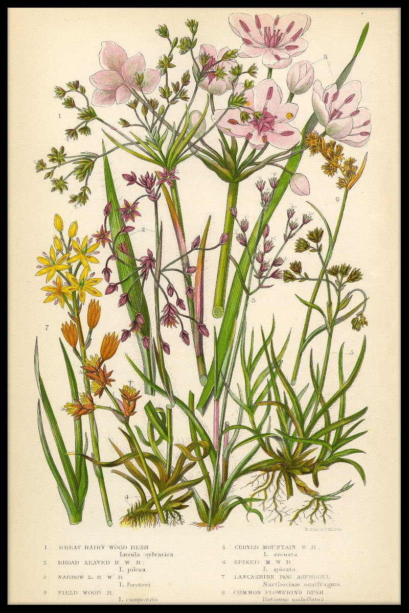 Vintage blomma poster