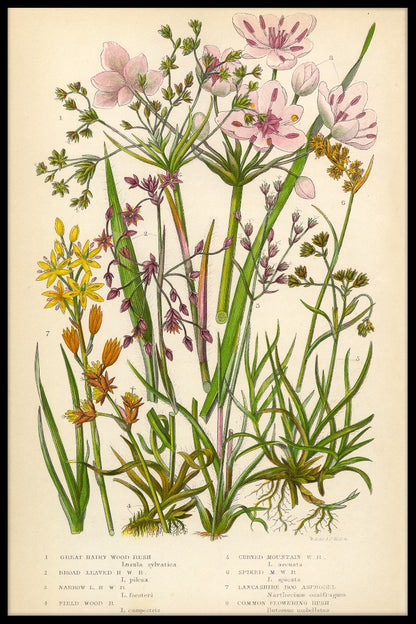 Vintage blomma poster