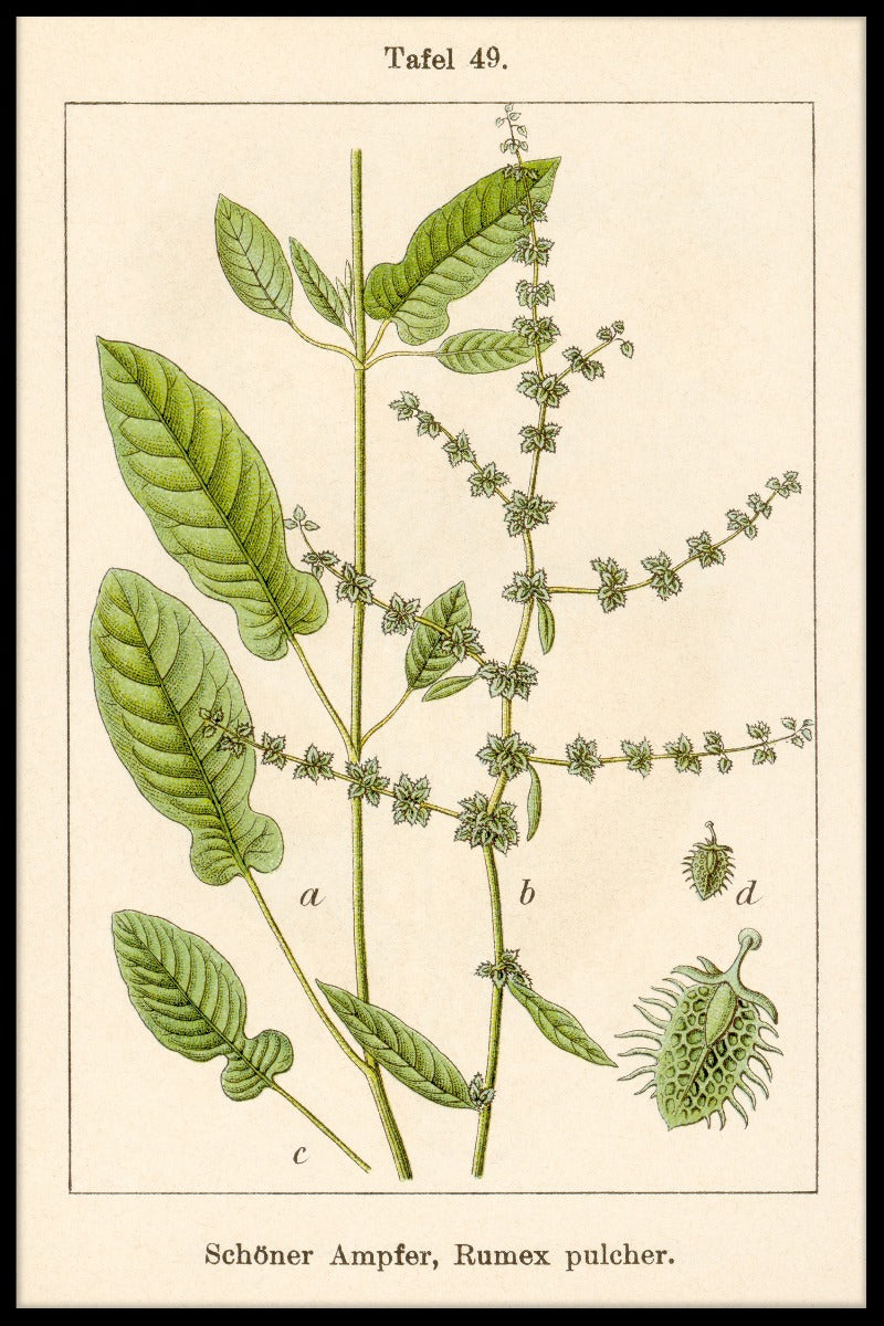 Antik blomma Illustration Fiddle Dock poster