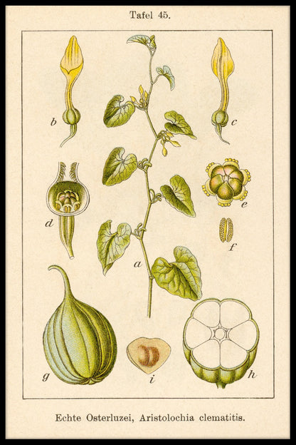 Antik blomma Illustration Birthwort poster