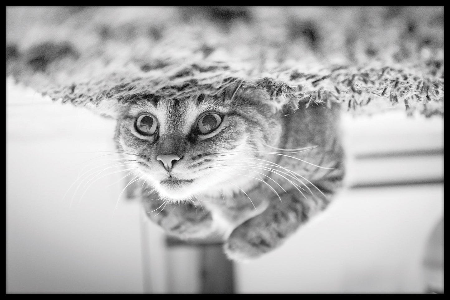 Katt undervattensdykning poster