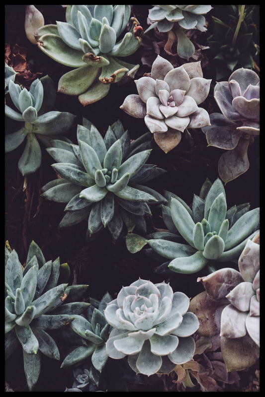 Botaniska blommor poster