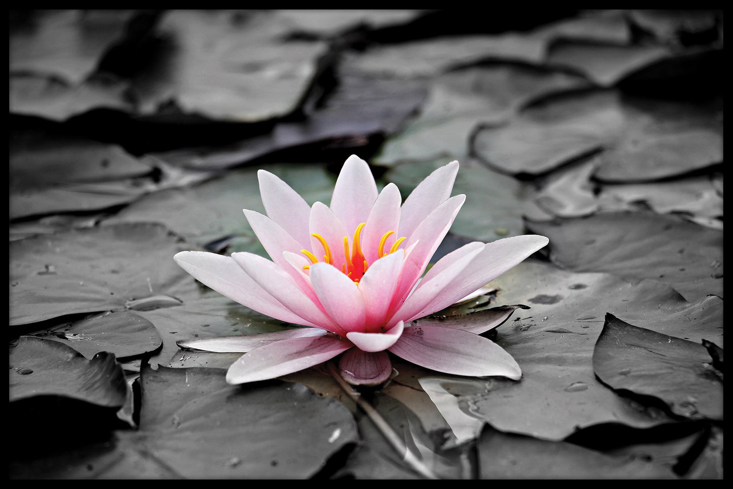 Blomma på dammen poster