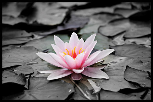 Blomma på dammen poster