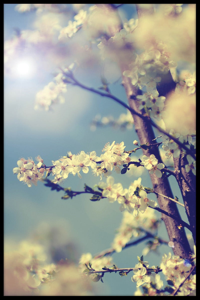 Vintage körsbärsträd poster