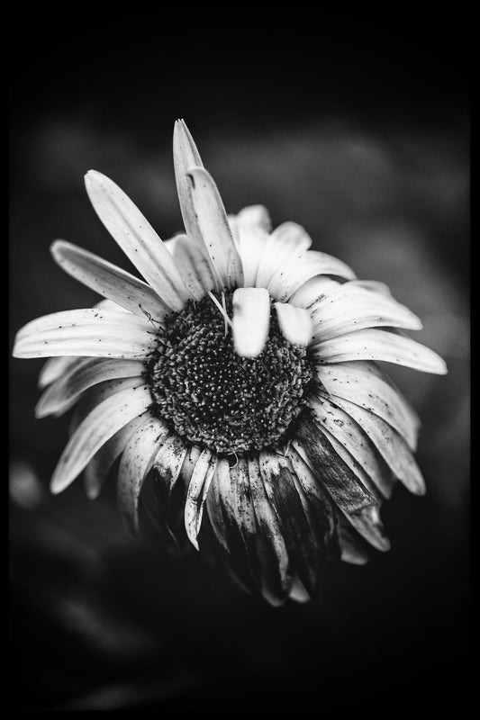 Makroblomma N02 poster