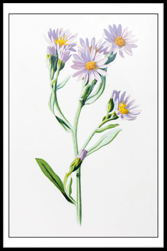 Starwort Illustration poster