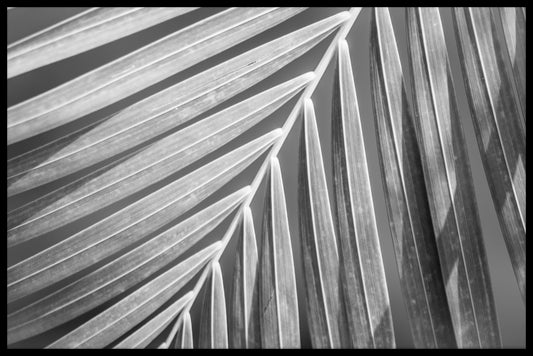 Palm Leaf Black &amp