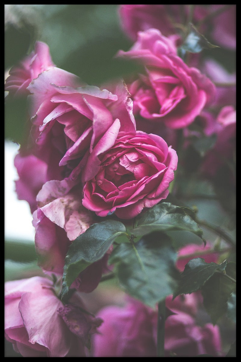 Kroatien Blomma N02 poster
