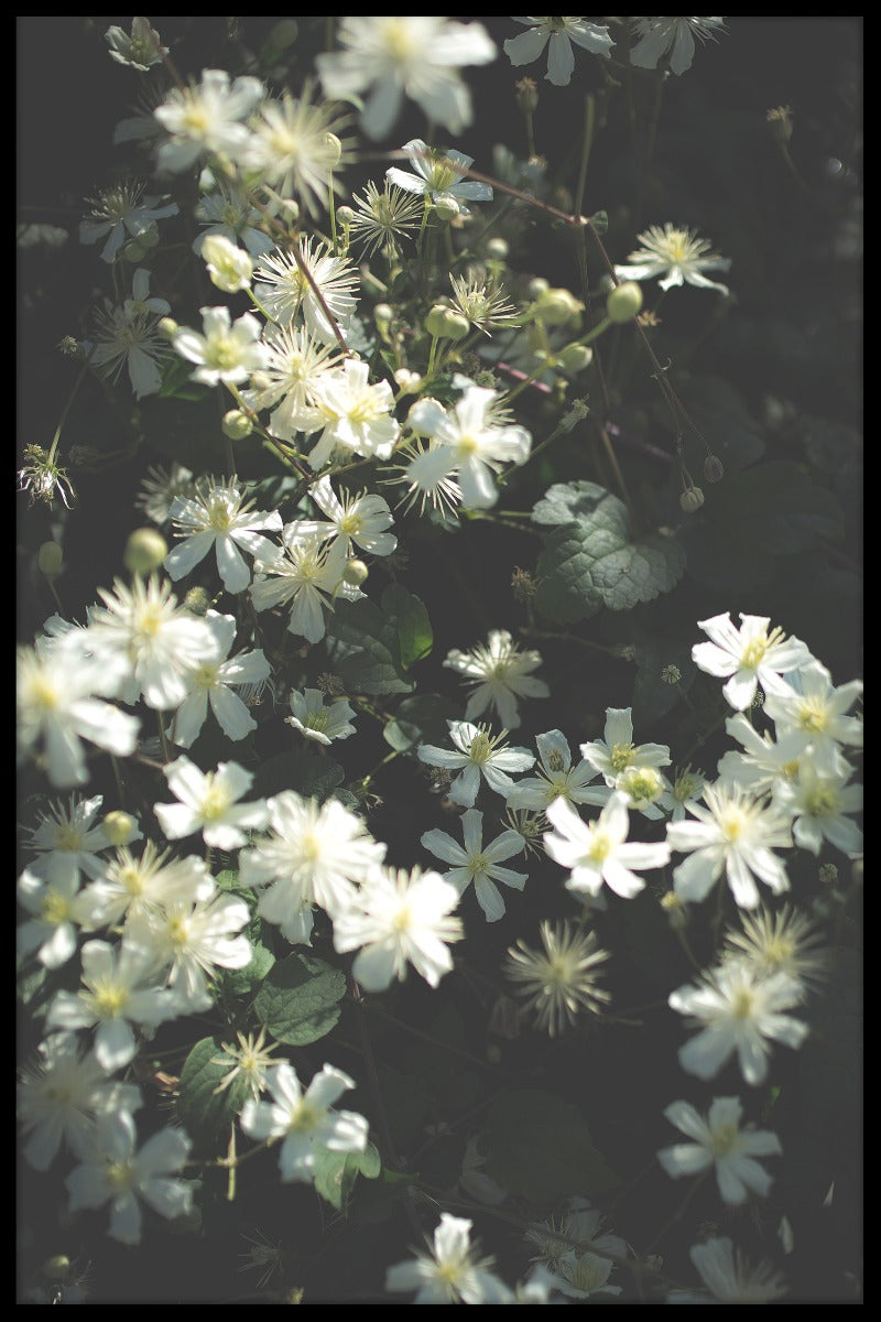 Stockholm Blomsterposter