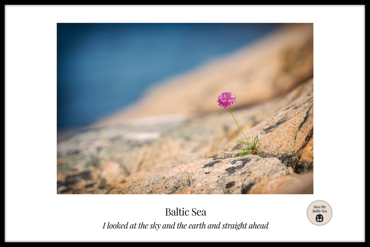 poster Blomma vid Östersjön