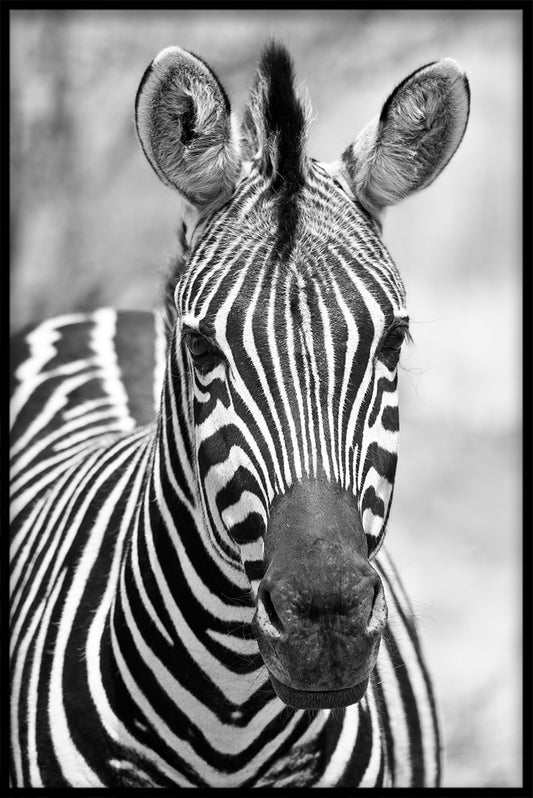 Zebra poster
