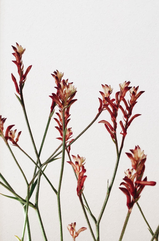 Abstrakt botanisk N02 poster