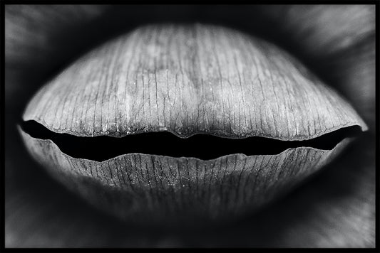 Abstrakt svartvit N02 poster