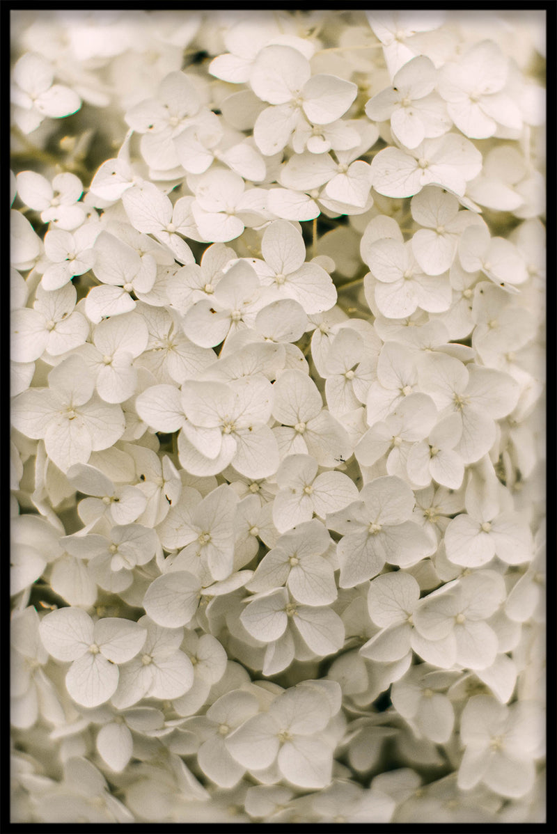 Flowermania N02 poster