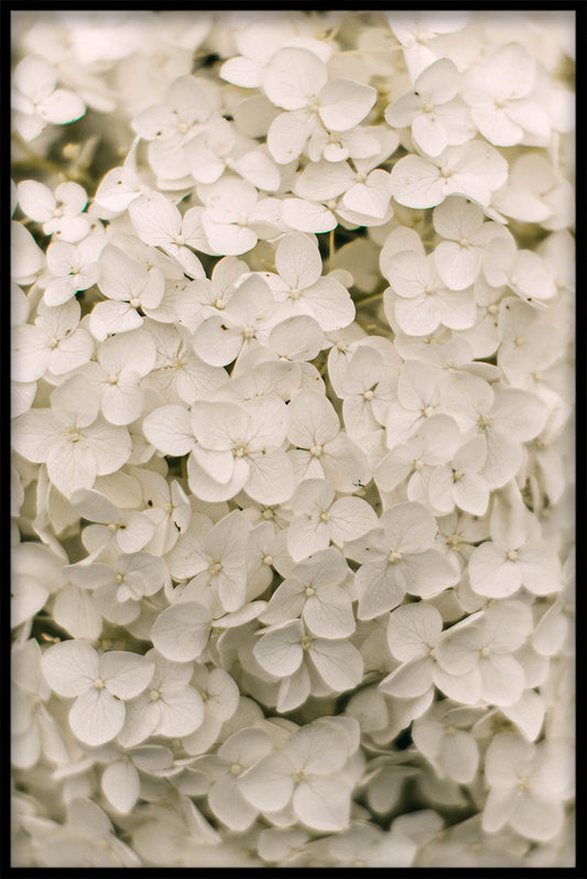 Flowermania N02 poster