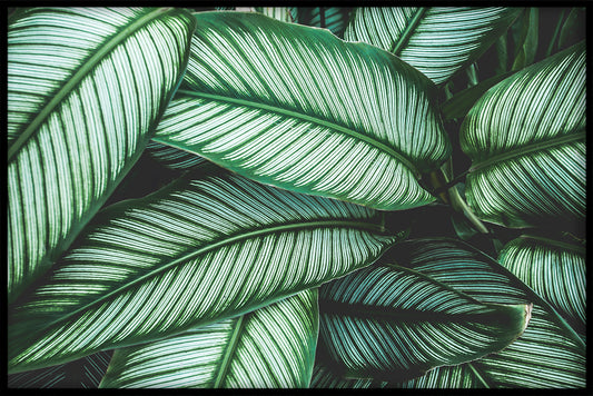 Exotiska växter N04 poster