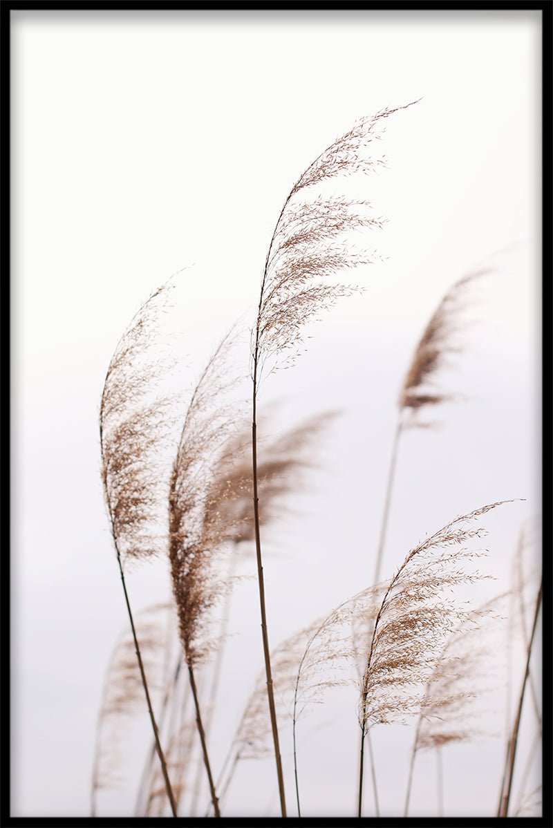 Reeds N02 poster