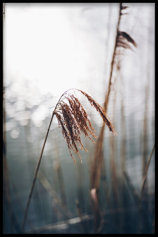 Reeds N03 Poster-s