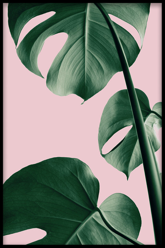 Rosa Monstera N03 poster