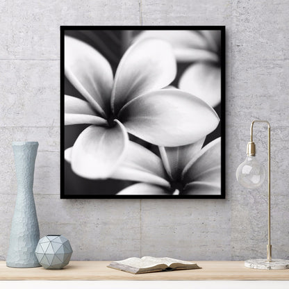 Frangipani botaniska poster