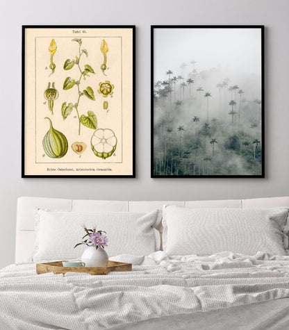 Antik blomma Illustration Birthwort poster