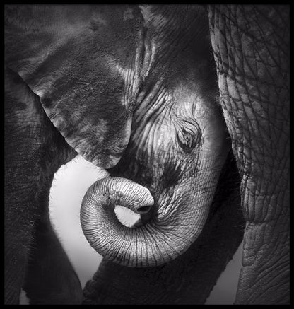 Baby elefant poster