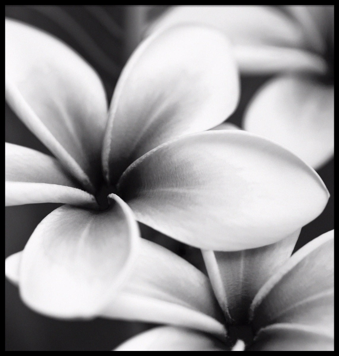 Frangipani botaniska poster