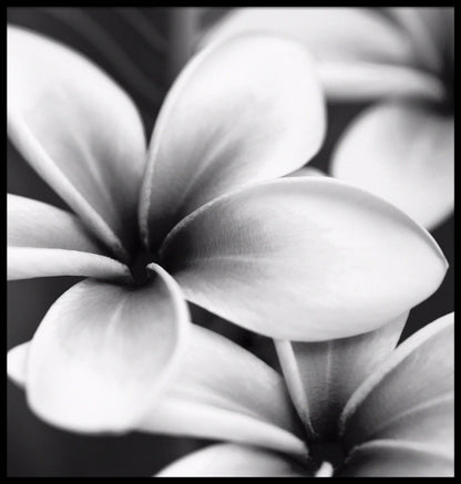 Frangipani botaniska poster