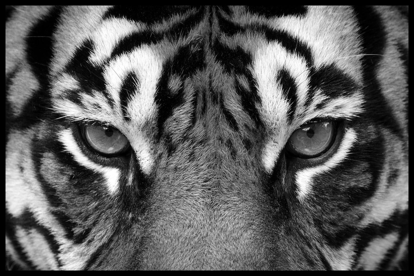 Tigeröga poster